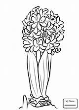 Coloring Hyacinth Pages Flower Flowers Hyacinthus Drawing Printable Getdrawings Template Categories sketch template