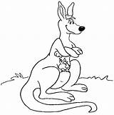 Canguro Colorat Canguros Canguri Animale Imagini Cangur Planse P10 Tiernos Kangaroos Disegni Primiiani Desene Colorare Bookmark Dibujospara sketch template