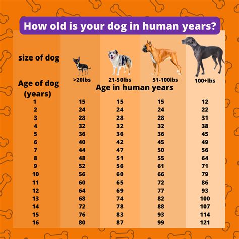 dog  human years   crazy