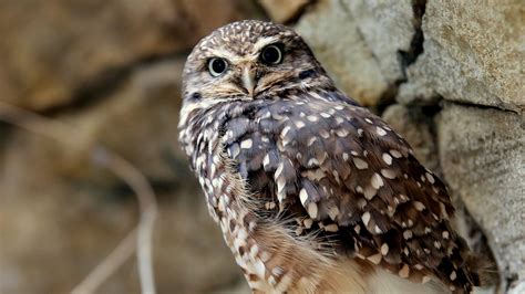 burrowing owl elmwood park zoo