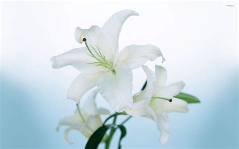 white lily wallpaper flower wallpapers