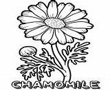 Flower Coloring Pages Chamomile sketch template