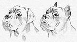 Mastiff Cropping Hunde Saupacker Welpen Afbeeldingsresultaat sketch template