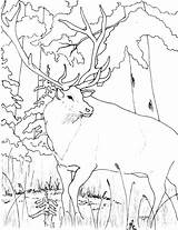 Elk Coloring Pages Color Animal Animals Sheets sketch template