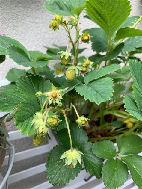 aardbeienstekken maken aardbeienplant aardappelen kweken planten