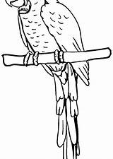 Coloring Pages Cockatoo Color Getcolorings sketch template