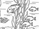 Kelp Forest Coloring Pages Getcolorings Friends sketch template