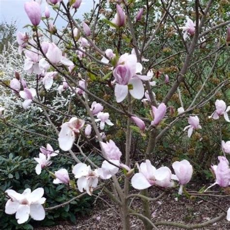 magnolia stellata yougardener