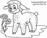 Lamb Agneau Lambs Cordeiro Corderos Pintarcolorir Ovejas Kindergarten Coloriages sketch template