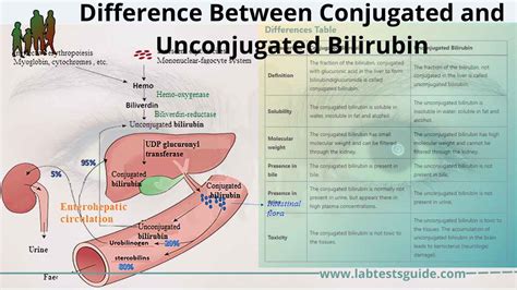 conjugated bilirubin  unconjugated bilirubin lab tests guide