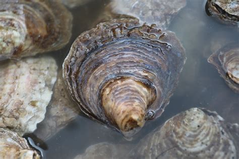 native oysters restored  uk waters marine industry news