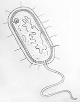 Draw Bacteria Cell Prokaryotic Biology Drawing Easy Prokaryotes Diagram Bacterial Drawings Organisms Microbiology Diagrams Science Eukaryotic Neat Step Choose Board sketch template