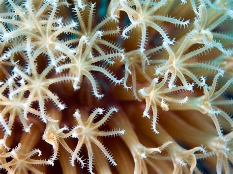 lesson plan build  coral polyp