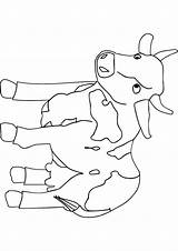 Cow Baby Coloring Drawing Cows Pages Benscoloringpages Handout Below Please Print Click Paintingvalley sketch template