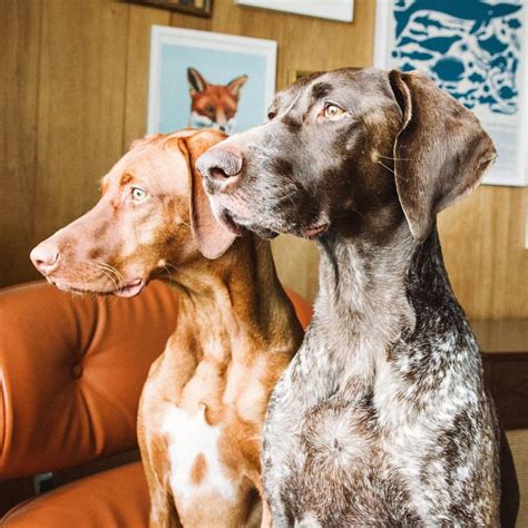 pin  german shorthaired pointer