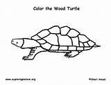 Turtle Spotted sketch template