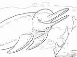 Boto Amazonas Desenho Dolphin Delfin Cor Delphine Tudodesenhos Lenda Ausmalbild Kolorowanki Dolphins Extremamente Brasileiro Lendas Folclore Folclórica sketch template