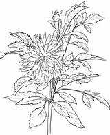 Dahlia Coloring Pages Flower Drawing Supercoloring Choose Board sketch template