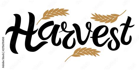 Vector Illustration Of Harvest Text Decorated With Ears Of Wheat Hand