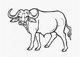 Buffalo Coloring Pages Carabao Kids Drawing Printable Wob Getcolorings Color Beautiful Print Results Getdrawings Animals Bison sketch template
