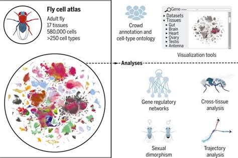 international team creates first complete fruit fly cell atlas