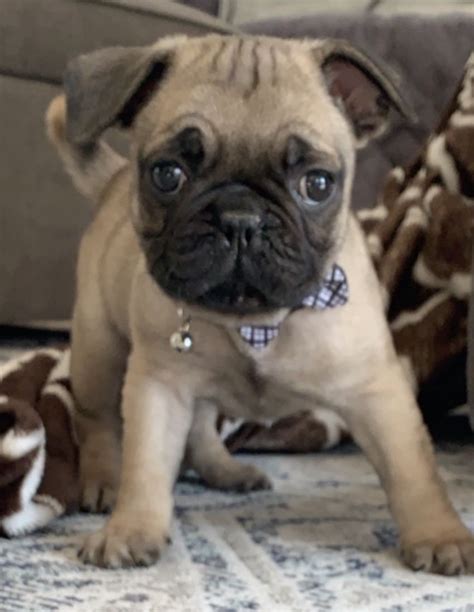 cutest frug puppy frenchiepug frenchie pug cute puppies puppies