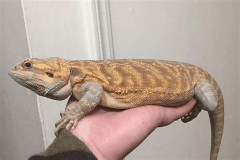 german giant bearded dragon pictures guide  fit pets