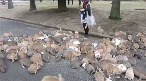rabbits on okunoshima island swarm tourist youtube