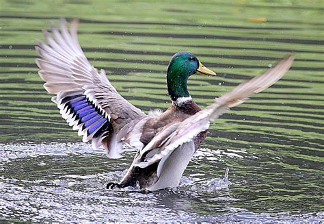 mallard duck flapping  wings  water ducks hd wallpaper