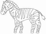Coloring Pages Zebra Realistic Getcolorings sketch template