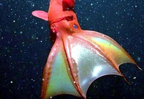 vampire squid ocean treasures memorial library