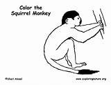 Monkey Squirrel Coloring Sponsors Wonderful Support Please sketch template