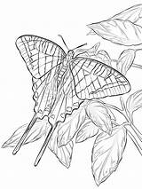 Butterfly Coloring Swallowtail Pages Zebra Longwing Drawing Printable Template Public Categories sketch template