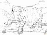 Hippo Ippopotamo Nilpferd Ausmalbilder Ausdrucken Disegno Colorare Ausmalbild Flusspferd Hippopotamus Onlinecoloringpages sketch template