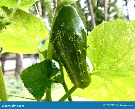 Growing Green Cucumber With Thorns Stock Image Image Of Food
