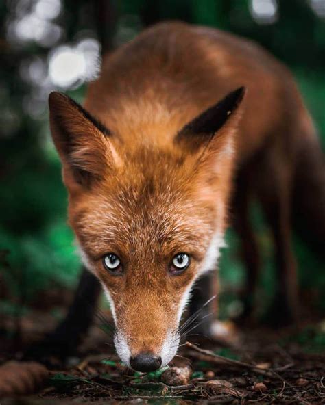 photographer captures enchanting   finlands forest animals