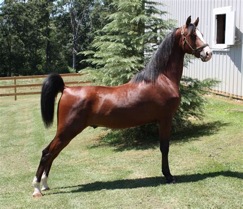 morgan race horse breeds morgan horse beautiful horses
