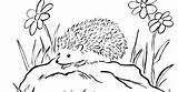 Hedgehog Coloring sketch template