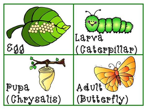 butterflies butterfly life cycle science life cycles life cycles