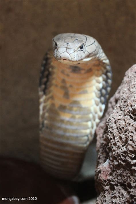 king cobra poised  strike