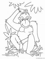 Coloring4free Chimpanzee Ape sketch template