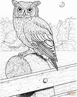 Owl Coloring Pages Horned Great Printable Realistic Color Drawing Birds Owls Eared Barn Long Supercoloring Flying Colouring Online Kids Bird sketch template