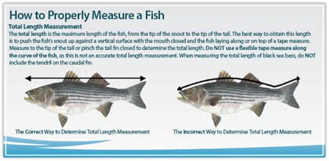 Striped Bass Weight Calculator Mywaterearthandsky