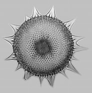 Afbeeldingsresultaten voor "hexalaspis Heliodiscus". Grootte: 183 x 185. Bron: www.pirx.com