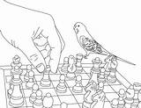 Coloring Chess Pages Parakeet Playing Print Utilising Button Into Getcolorings Otherwise Grab Feel Could Right sketch template