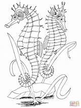 Coloring Seahorses Pages Two Printable Seahorse Color Supercoloring Adult Outline Zeepaardjes Drawing Craft Ipad Compatible Tablets Android Version Click sketch template