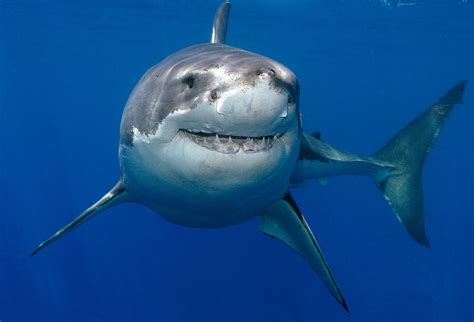 great white shark lurking metres  english south coast