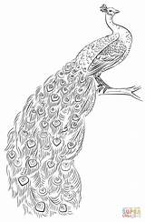 Peacock Coloring Pages Drawing Printable Draw Outline Adult Peacocks Drawings Step Sketch Color Tutorials Supercoloring Kids Colouring Explore Template Realistic sketch template