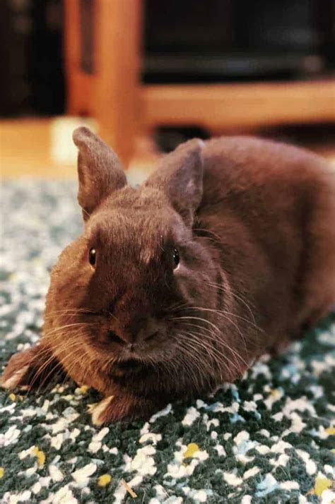 7 Best Brown Rabbit Breeds With Pictures