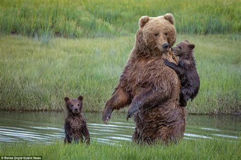 brown bear carries her cub across a river because the